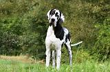 DOGUE ALLEMAND 271